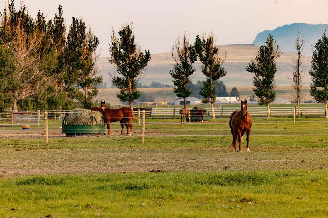 Sun River Equestrian - photo 5