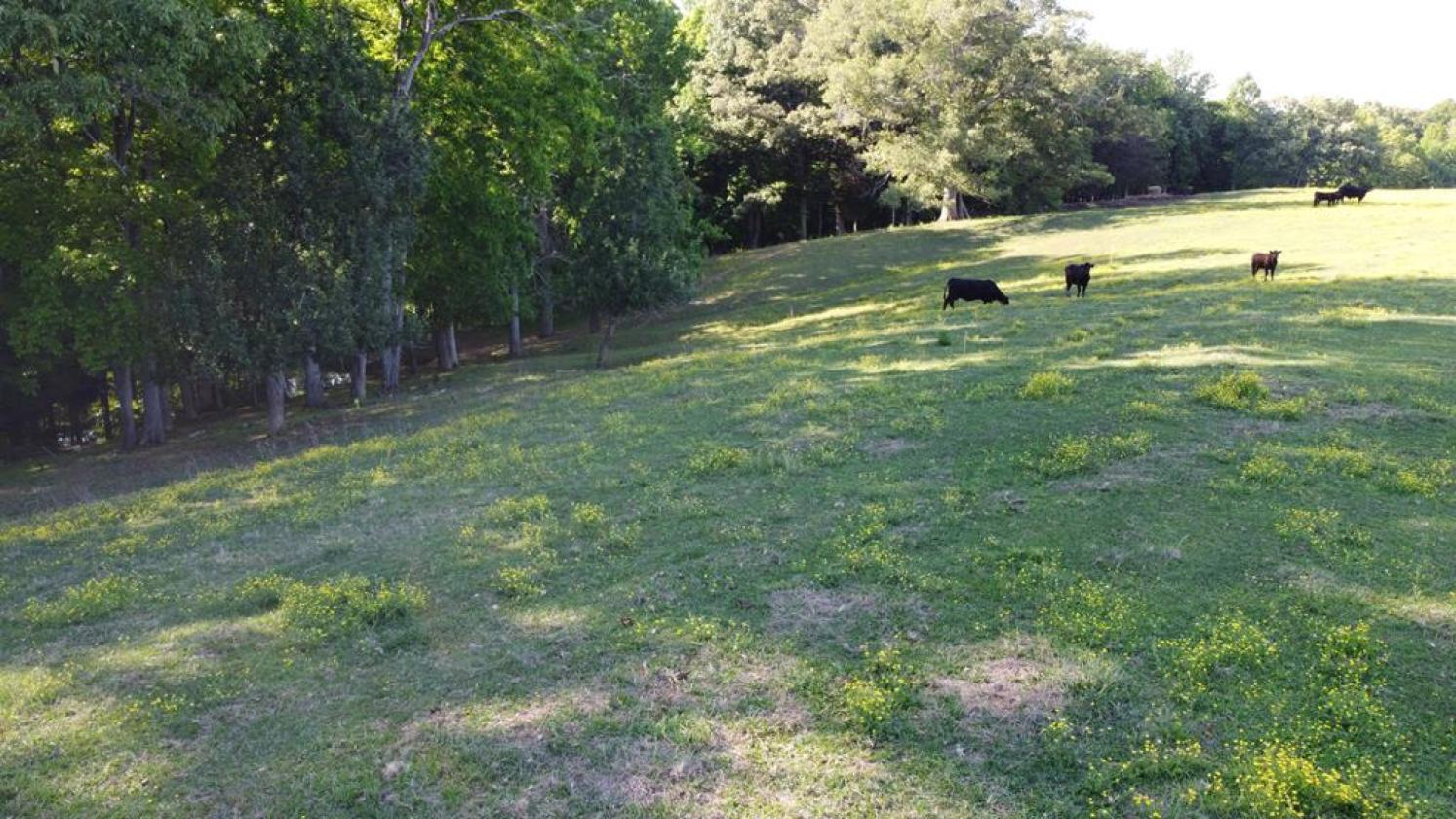 Home ready for horses or cattle from day one - photo 7