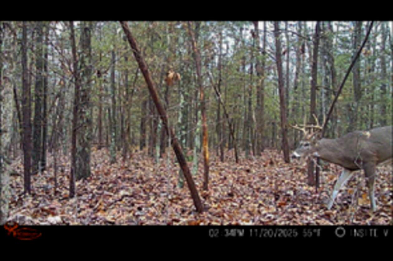 Perfect for the Outdoor Enthusiast! Stocked Pond! - photo 23