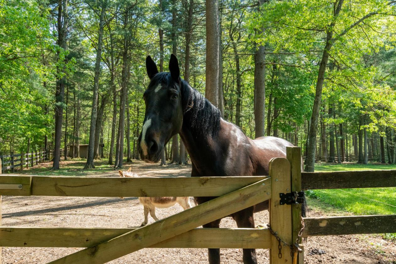 Meticulously Maintained 8 Ac Horse Farm on Trails - photo 7