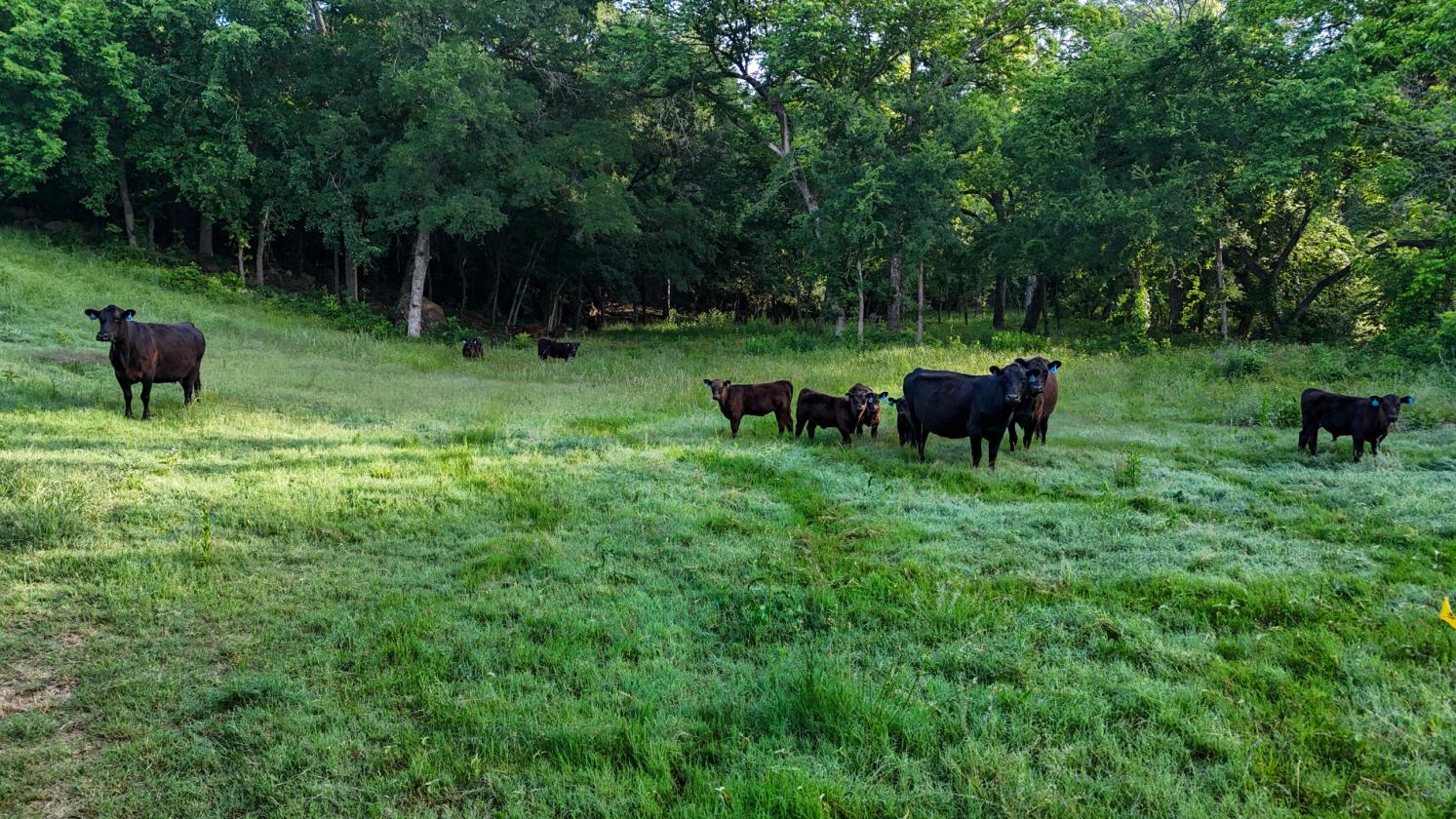 Luxury Equestrian Estate - Wise County - photo 25
