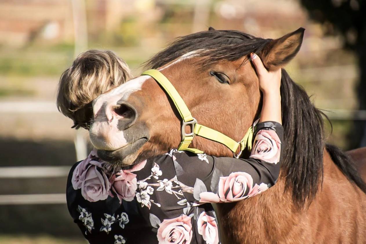 Horse Property for sale.