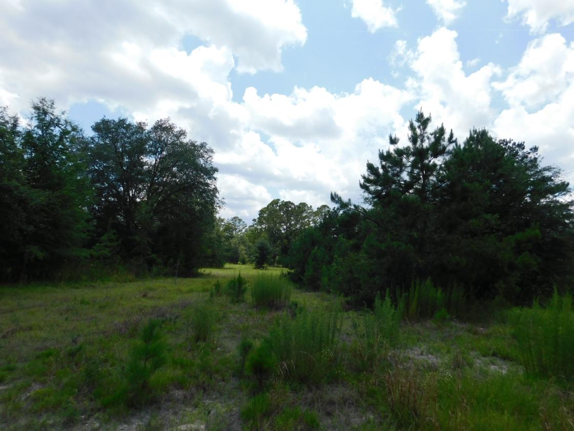 Lowcountry Paradise, waiting for your creativity - photo 7