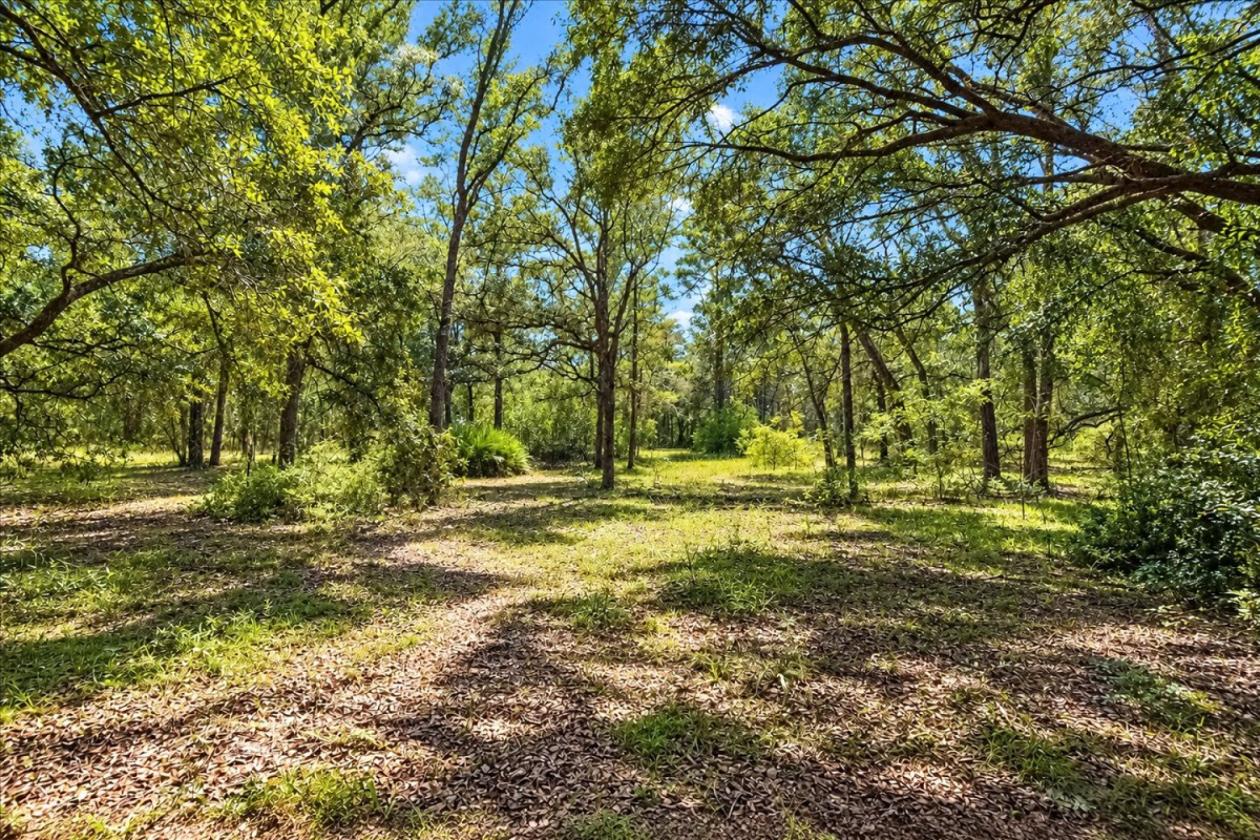 32 ACRES IN LEVY COUNTY NEAR WILLISTON - photo 17