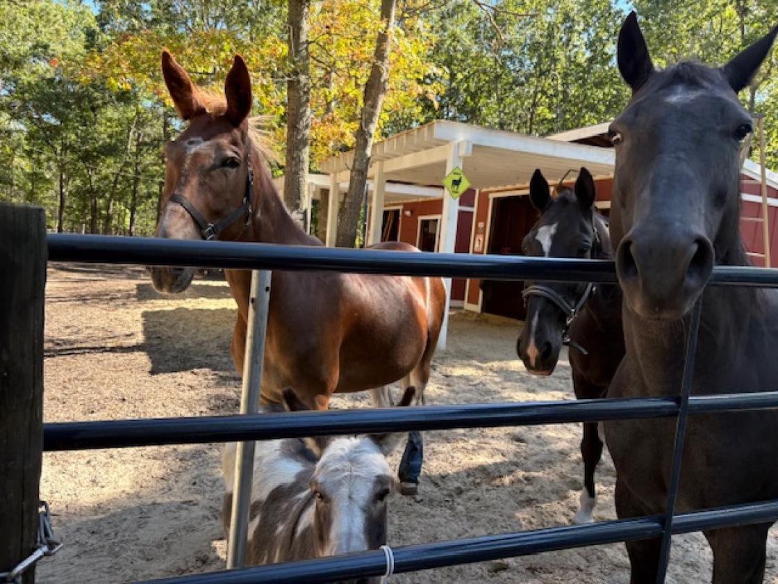 Horse Homestead on 2.73 Acres - photo 27