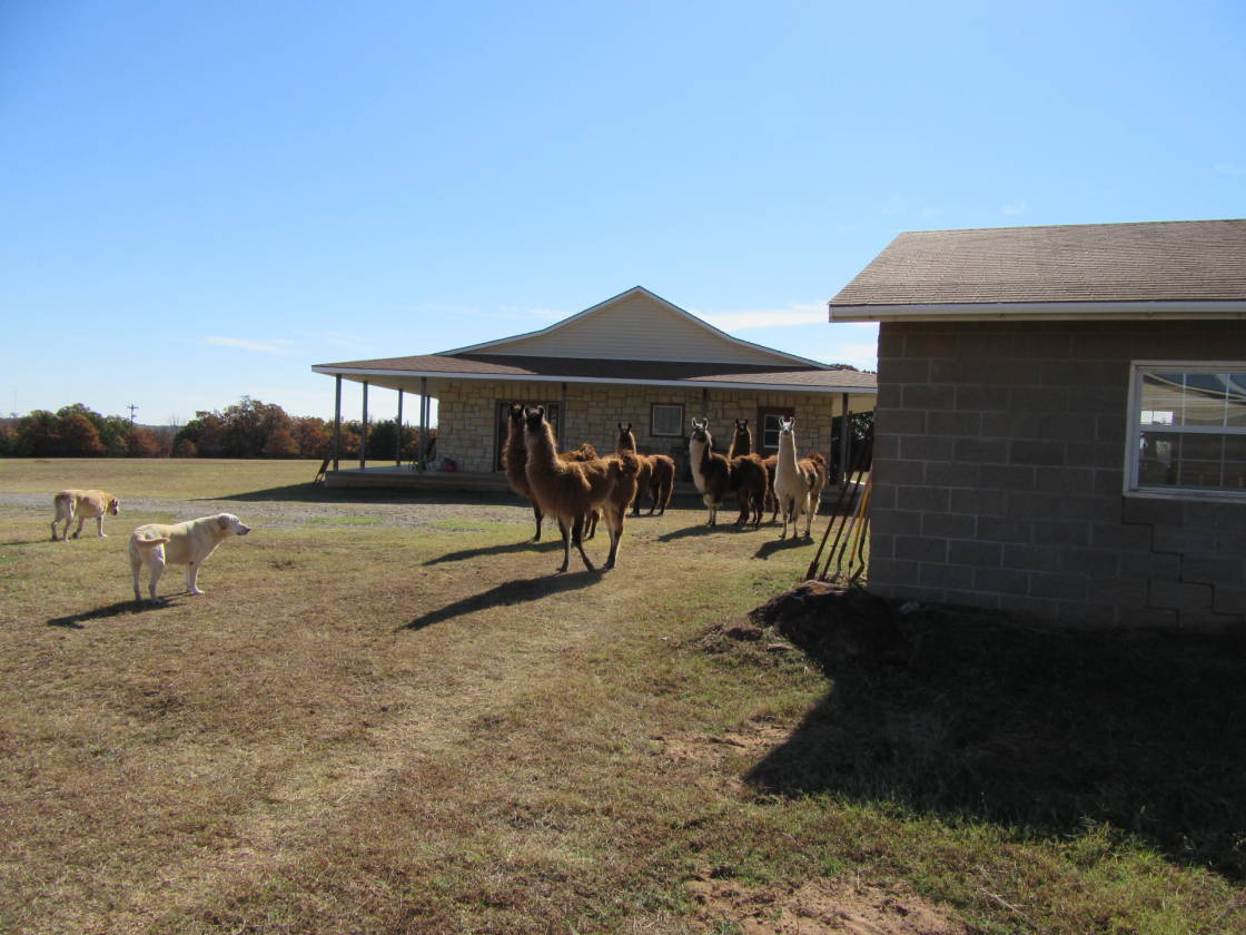 20 acre Horse Property / 6 stall barn, totally fenced... Chandler