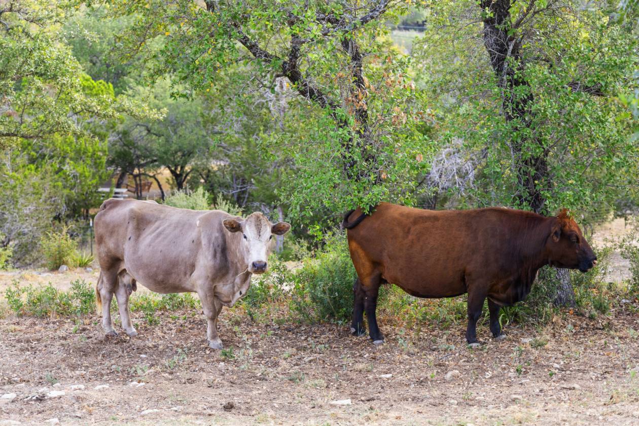 Luxury Texas Hill Country Equestrian Estate - photo 17