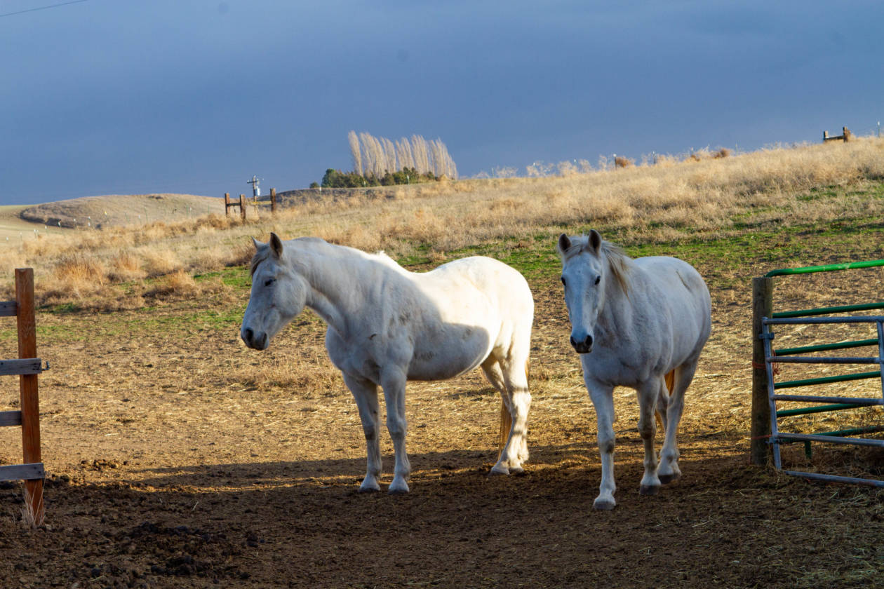 Horse property with views! Touchet, Walla Walla County