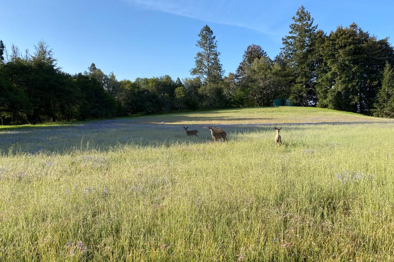Santa Cruz Equestrian & Vineyard Property - photo 16