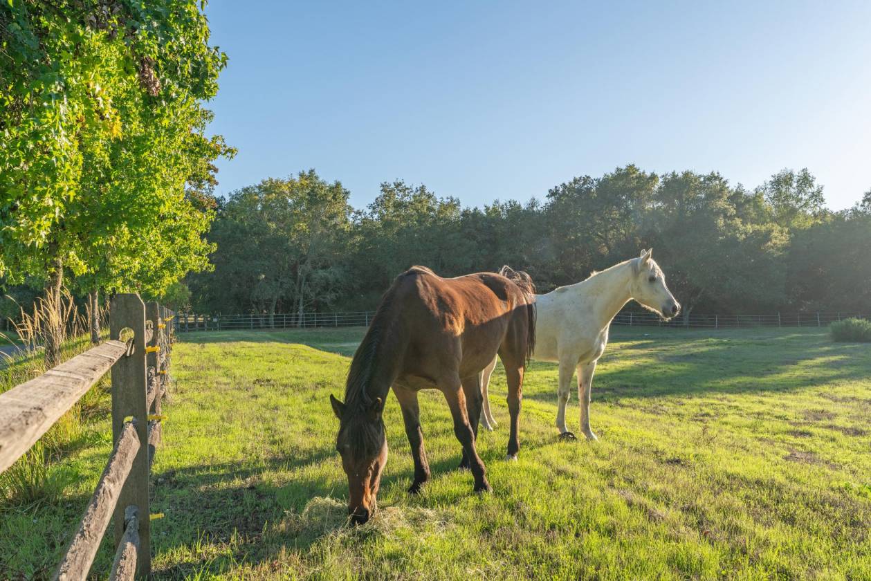 Horse Property for sale.