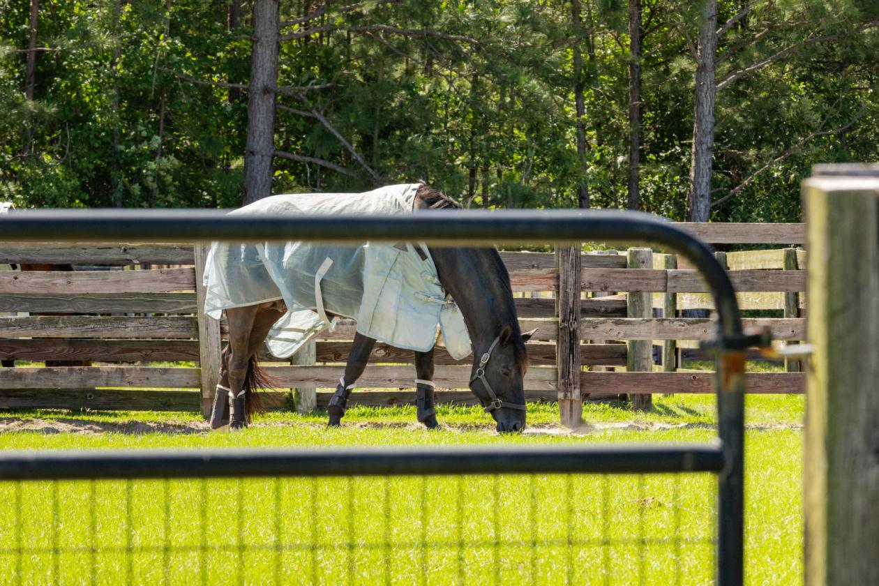 Fenced Pastures, Pond & Privacy on 21 Acres - photo 15