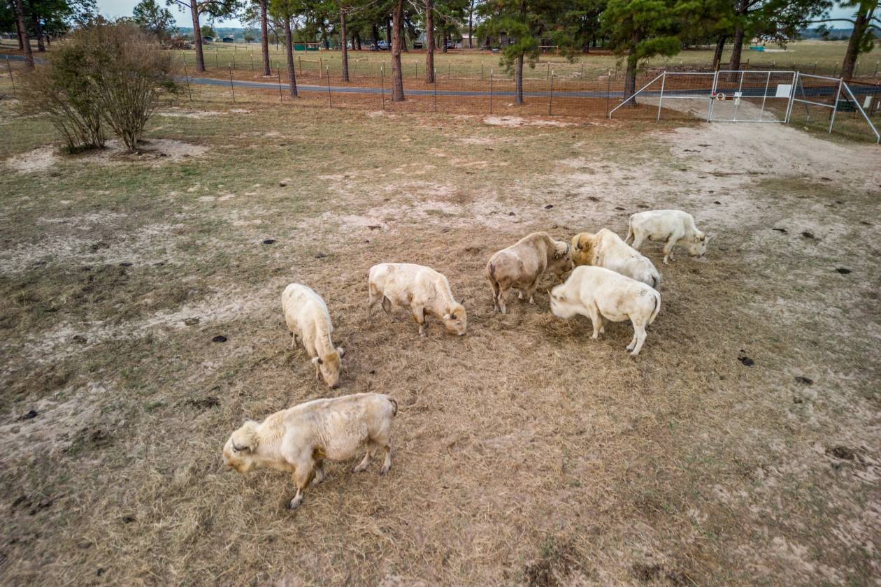 White Bison Ranch - 191 Ac - 1 Hr from Dallas - photo 11