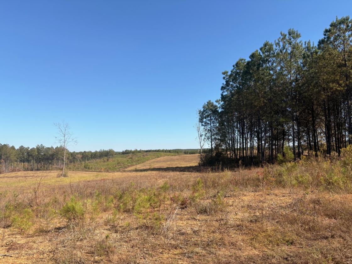 160 Acres in Shelby County w/ pastures and lake - photo 5