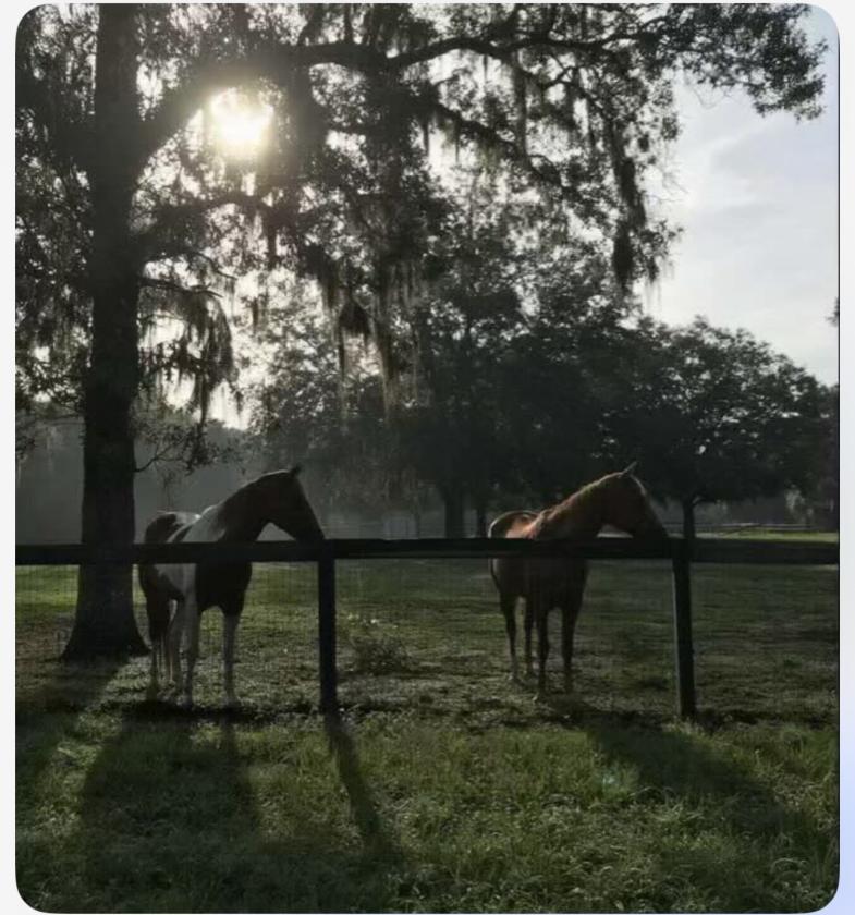 5 beautiful Acres in an equestrian community - photo 6