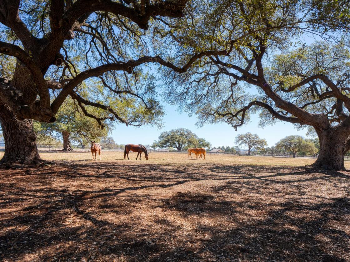 Hill Country Showcase Home Plus Horse Barn - photo 27