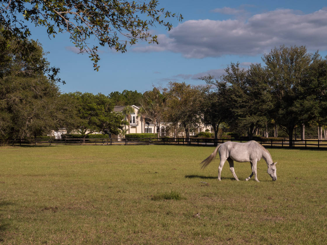 Horse Farm Gainesville, Alachua County, Florida
