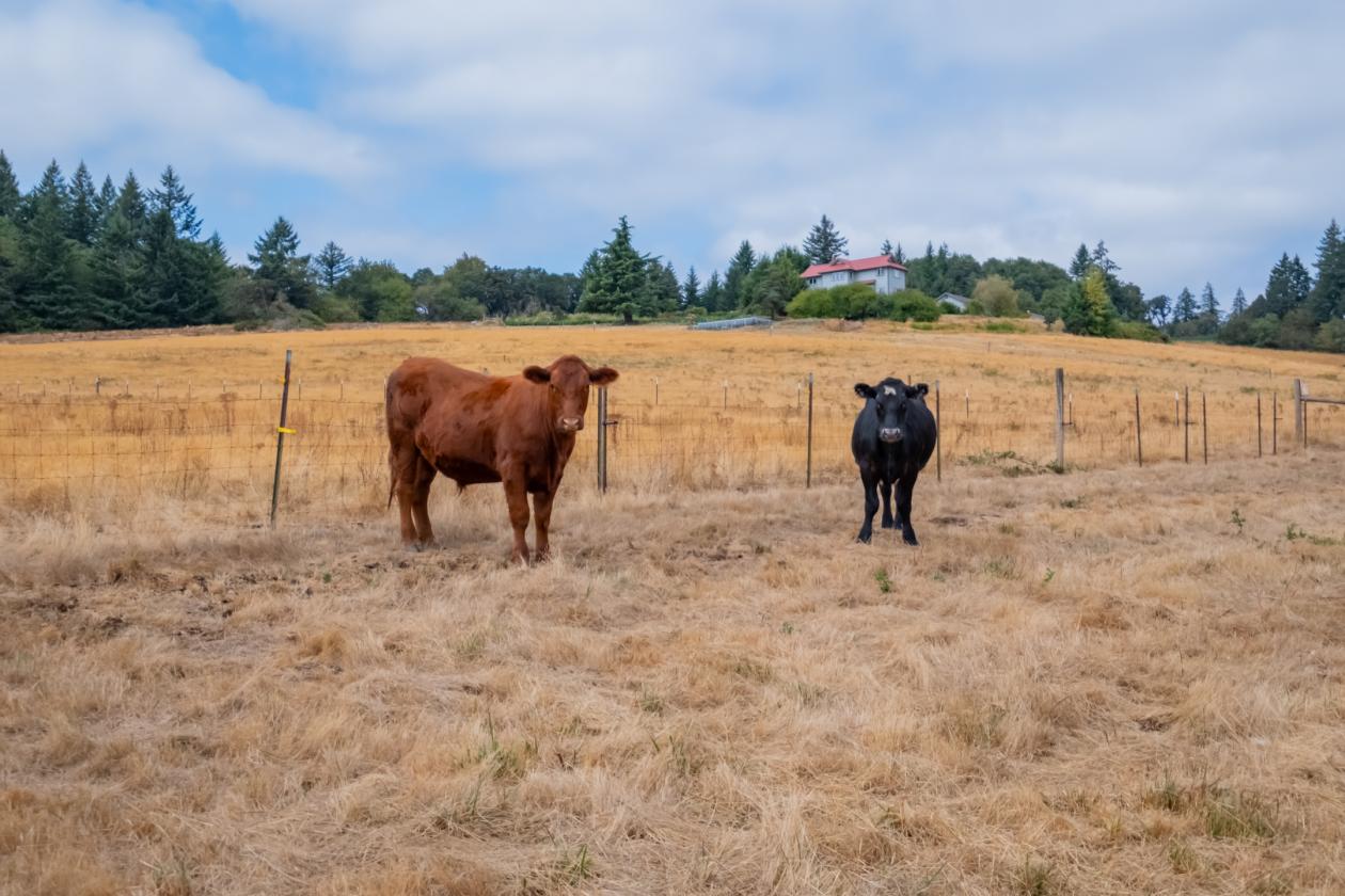 Oregon horse and hobby farm near town - photo 11