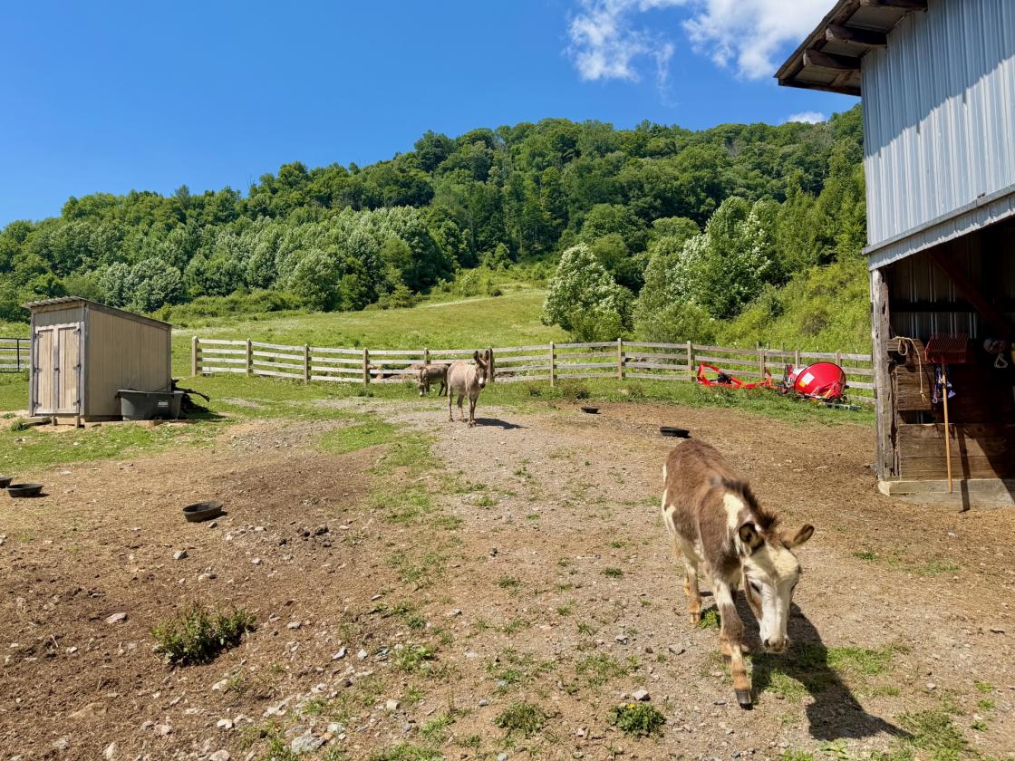 22-Acre Horse Property with Renovated Farmhouse - photo 28