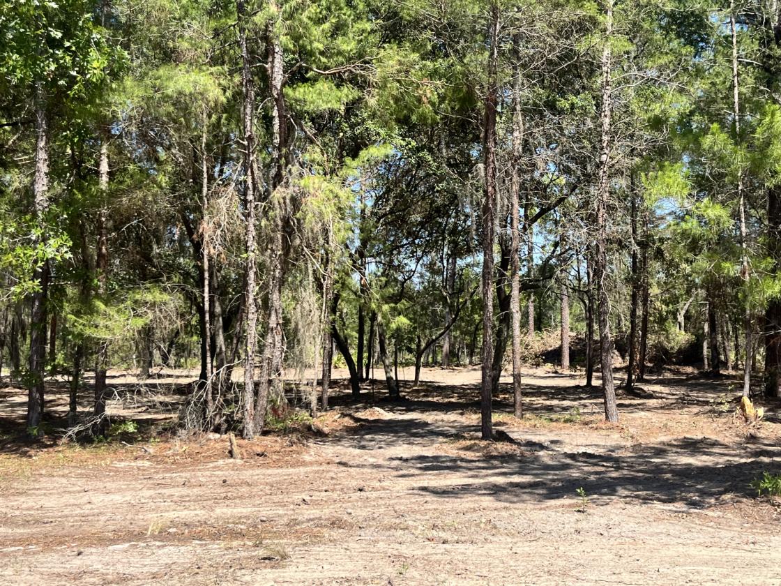 Peace and Quiet with room for your Horse - photo 18