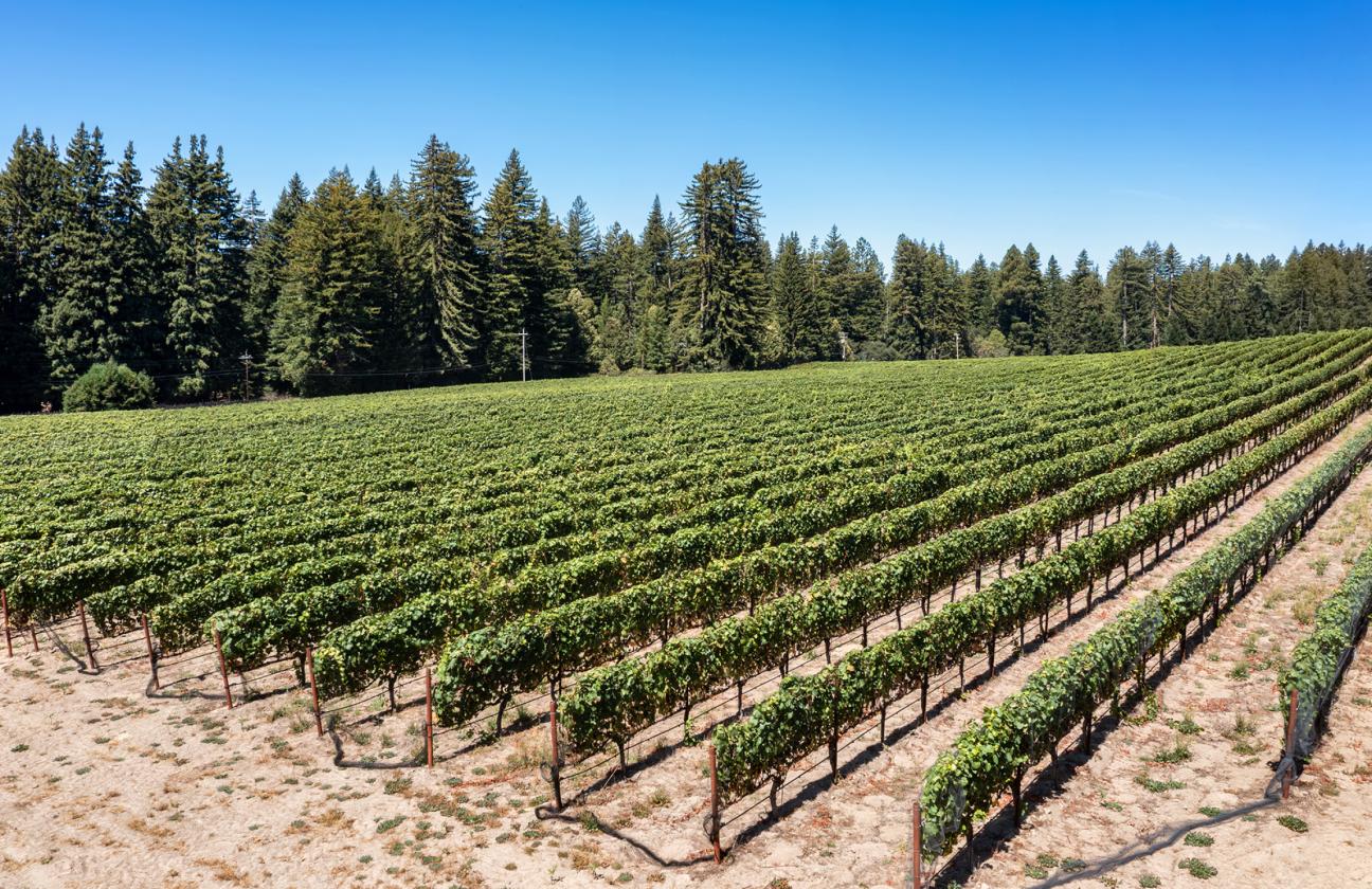 Santa Cruz Equestrian & Vineyard Property - photo 17