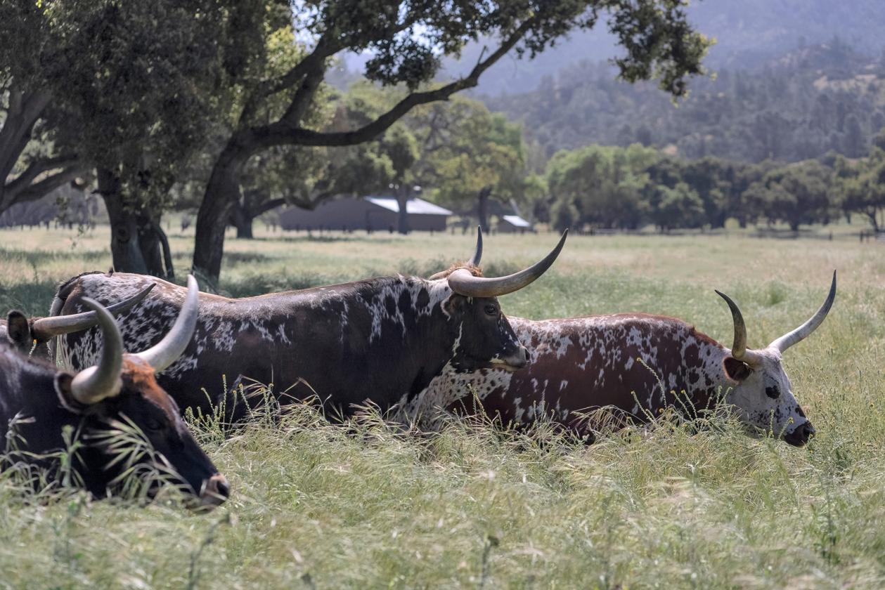 DOUBLE SEVEN ZERO RANCH - photo 8