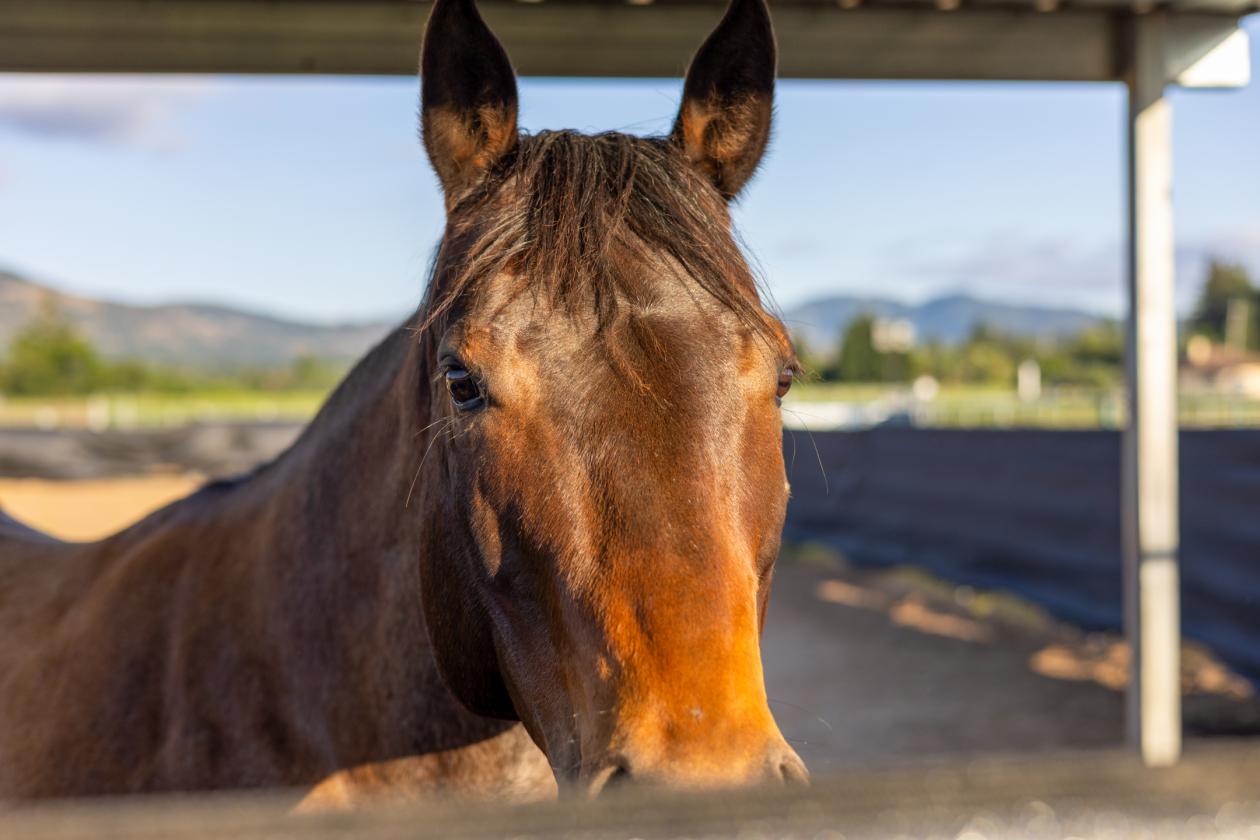 A Rare Two-Parcel Equestrian Estate in Napa Valley - photo 19