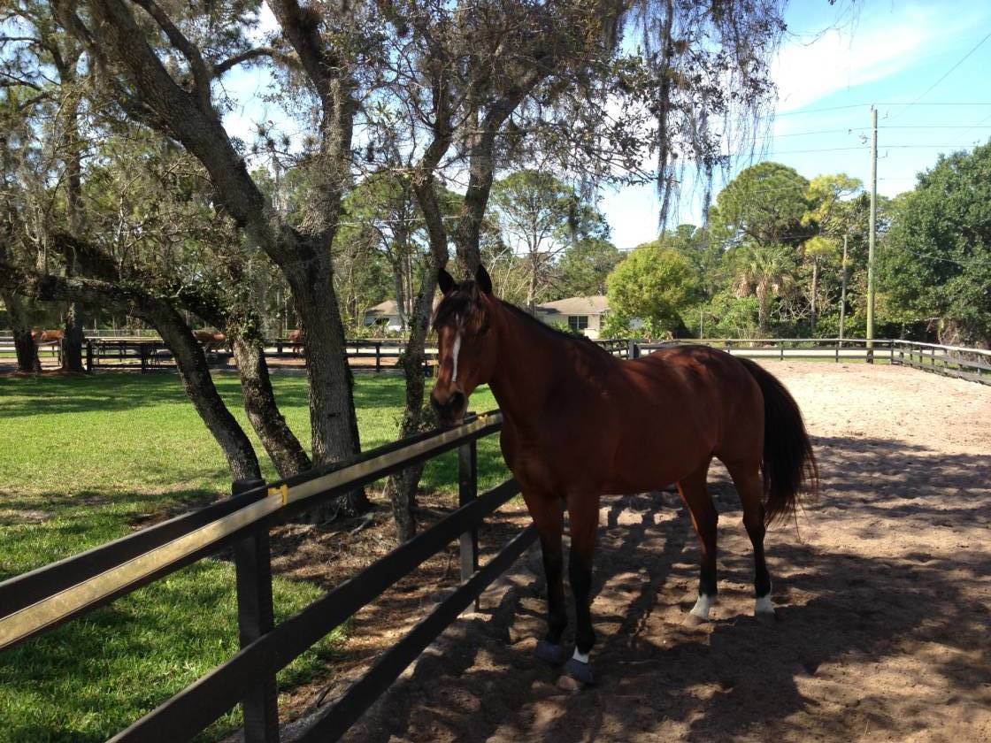 GREAT EQUESTRIAN OPPORTUNITY NAPLES. FLORIDA Naples, Collier County