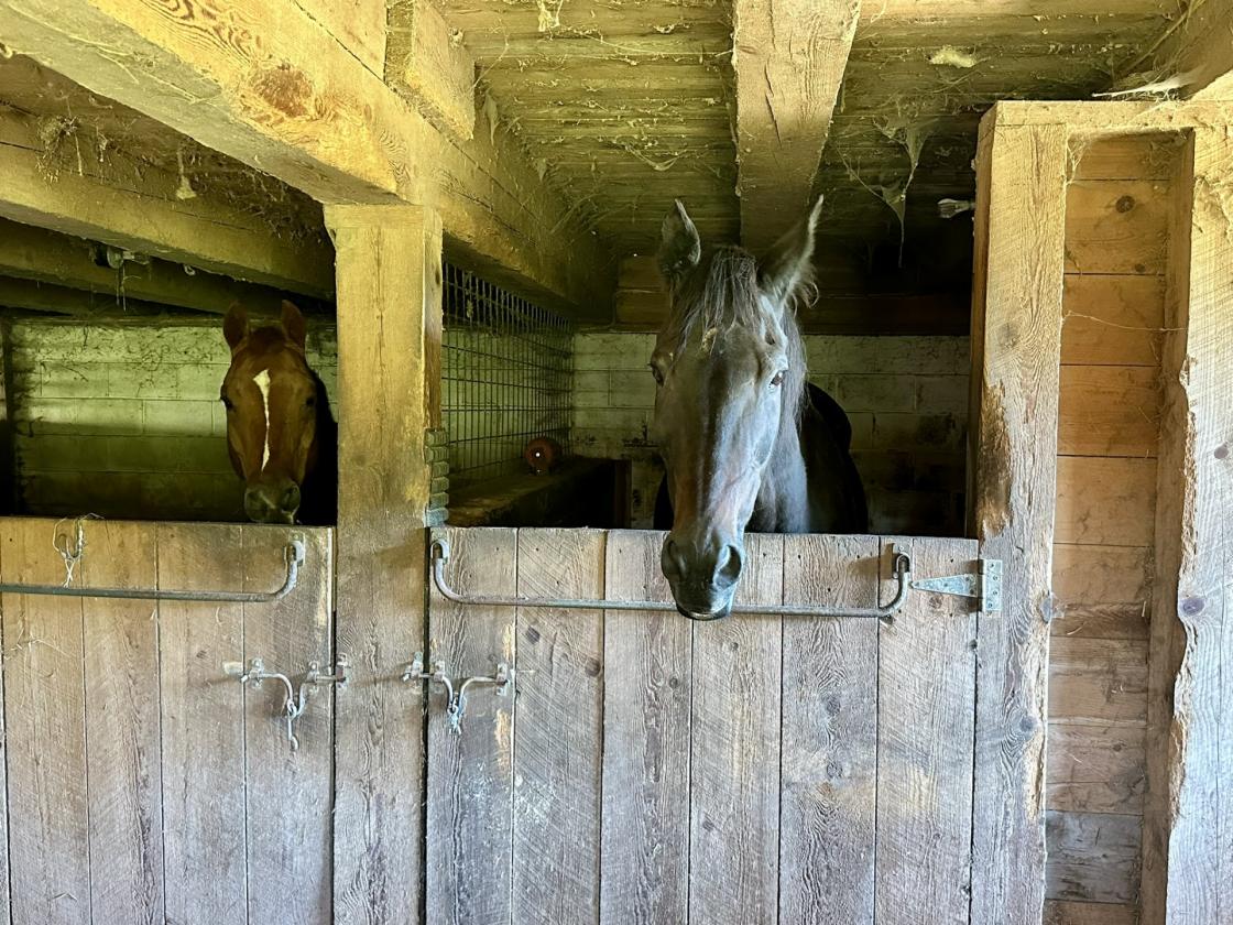 Horse farmette fully restored, 6 stall bank barn - photo 11