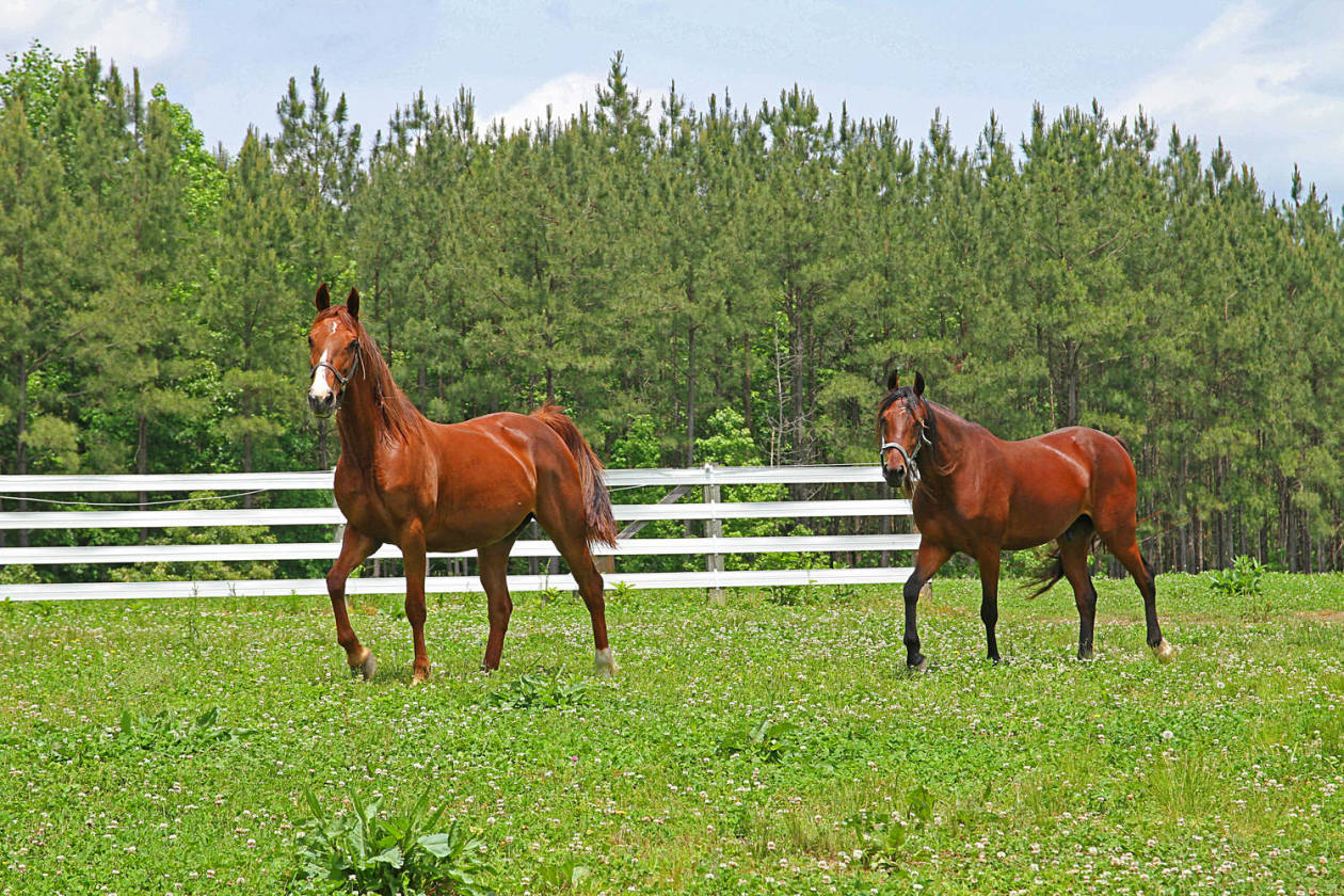 to Rose Hill 27+ acre Equestrian Estate located