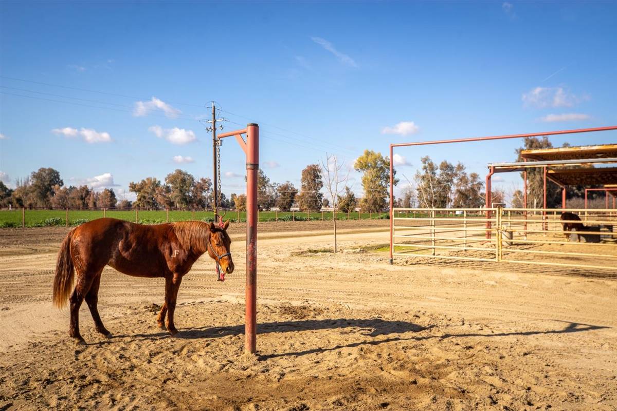 COUNTY PERMITTED HORSE TRAINING ACADEMY AND EVENT VENUE Lemoore