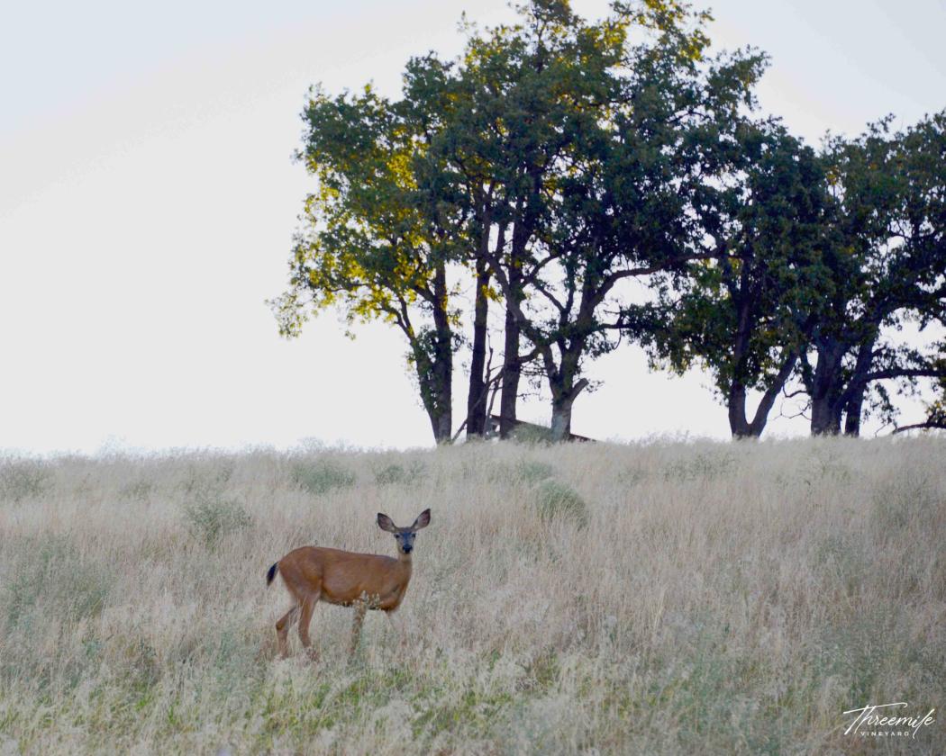This Rare 288 Acre Legacy Property Awaits You! - photo 18