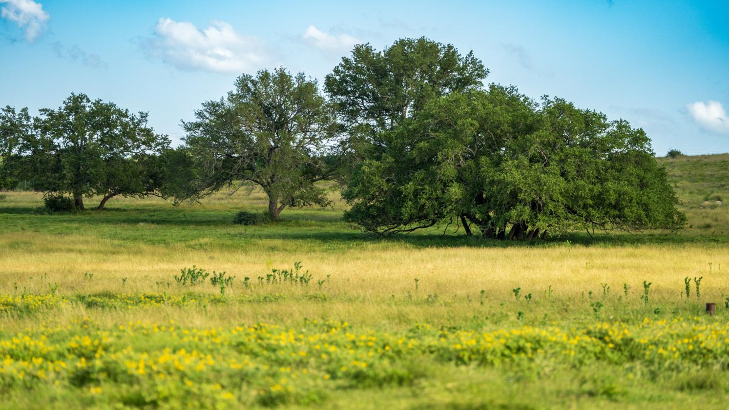 Equestrian Property On the Texas Wine Trail - photo 16