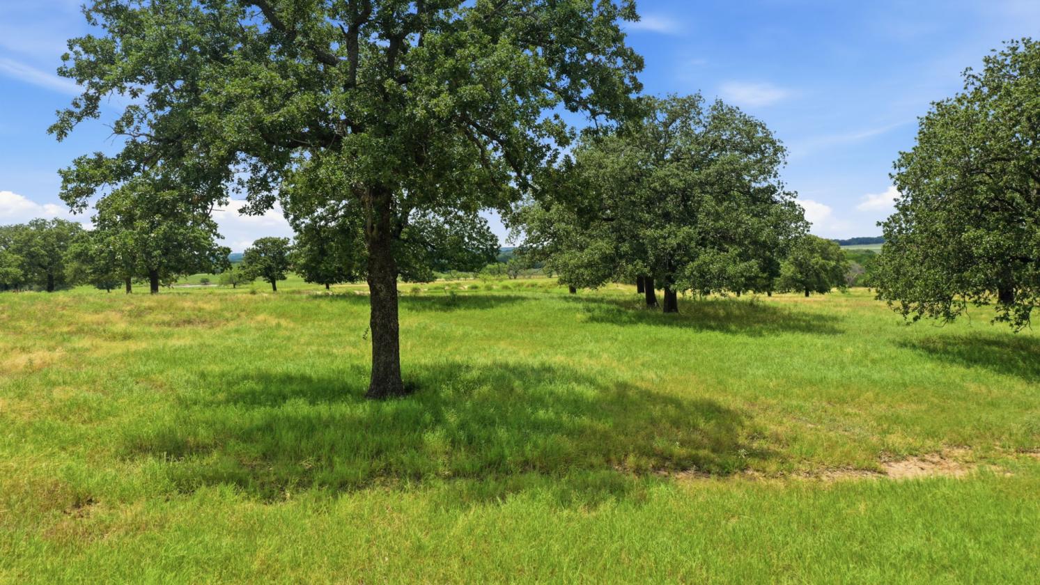 83 Acres | Home Near Cowboy Capital - photo 8