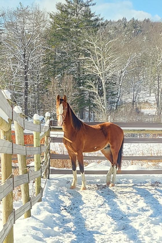 Shooting Star Farm - photo 18