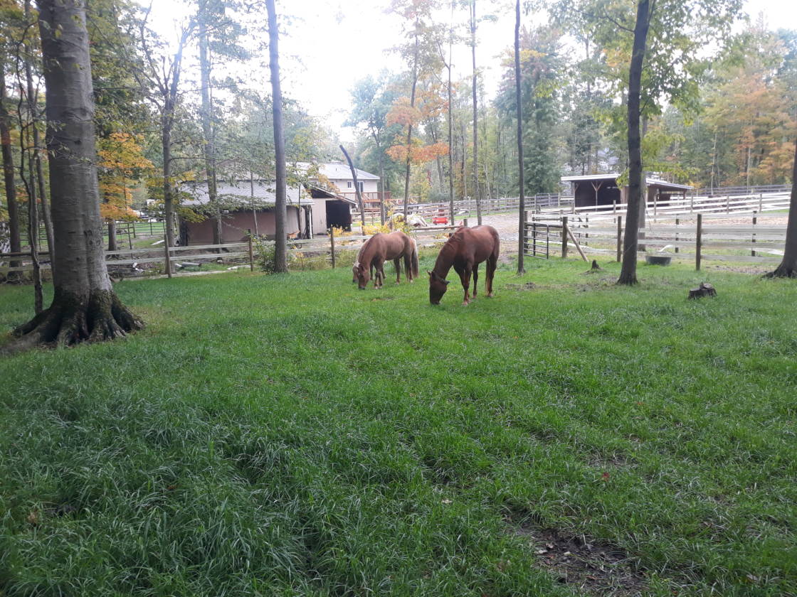 Small Acreage Horse Property with Access to Trails! Kirtland, Lake