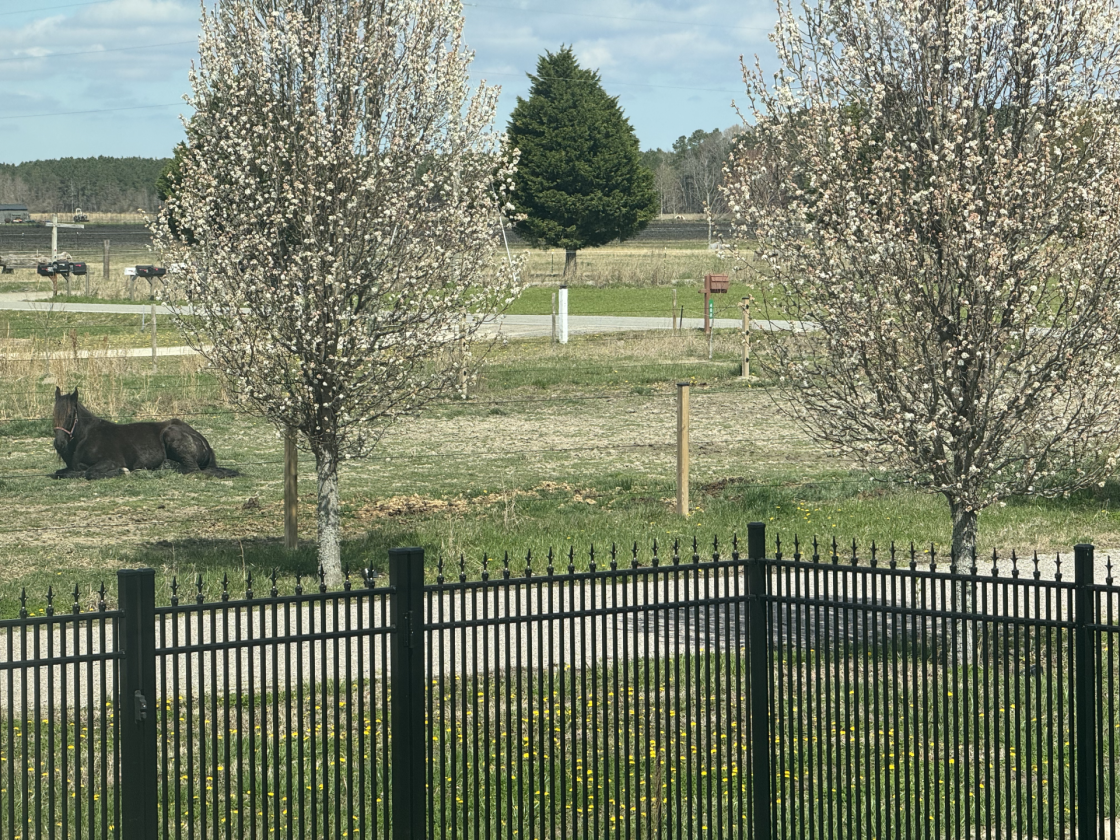 Turnkey Farm Between Chesapeake and NC Outer Banks - photo 17