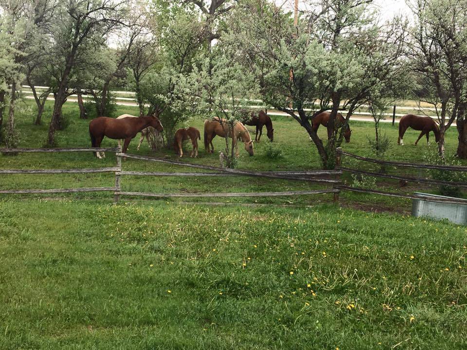 59.3AC, Irrigated Pasture, Indoor Arena, and Home - photo 5