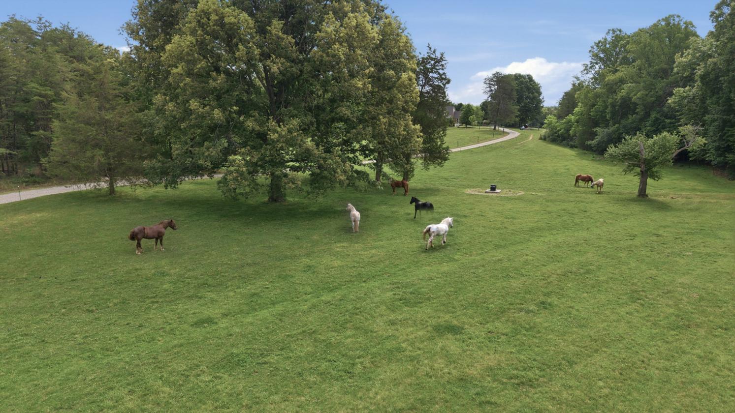 Equestrian Estate Bordering State Forest! - photo 2