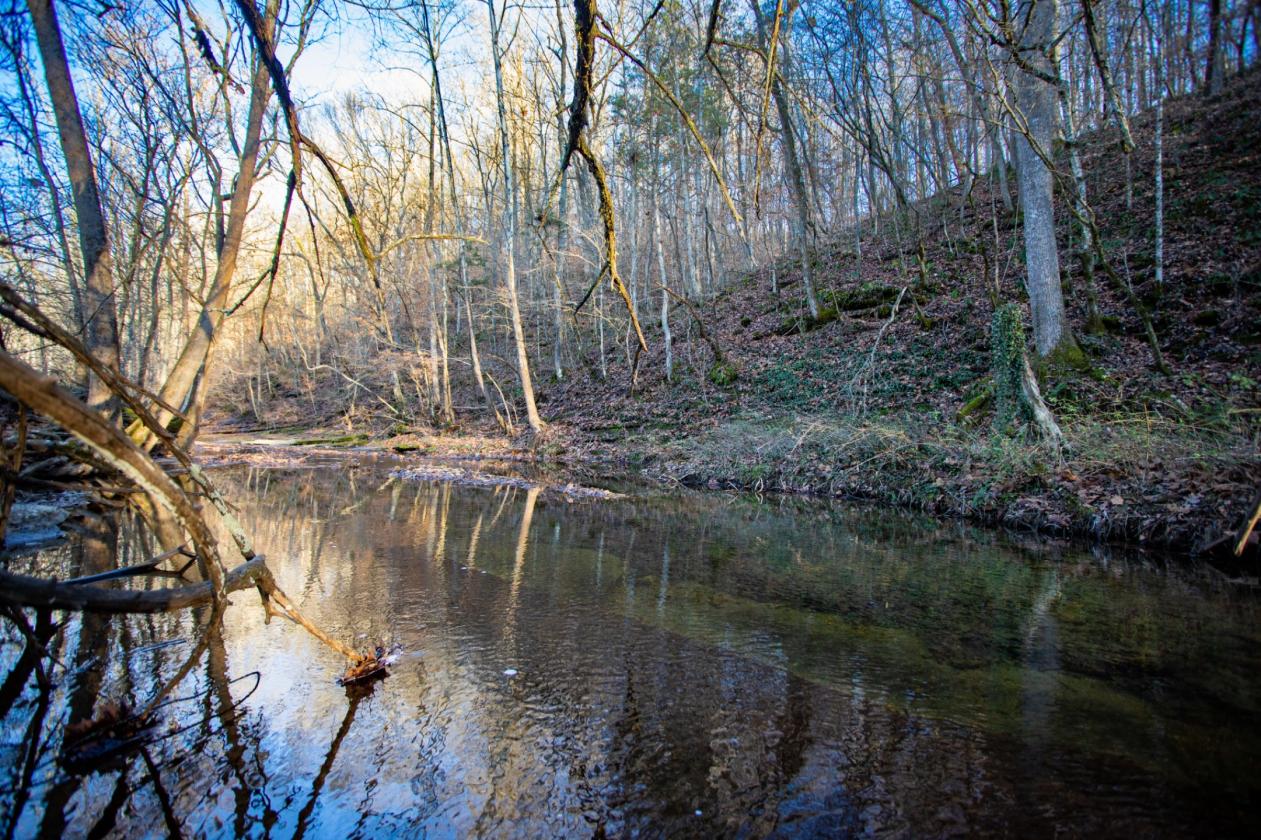 141 acres ready for your horse property - photo 4