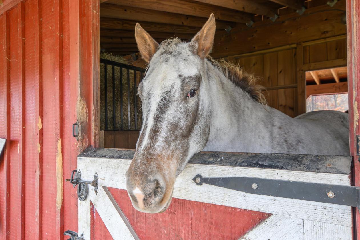 Beautiful Horse Property on 16.13 Acres - photo 25