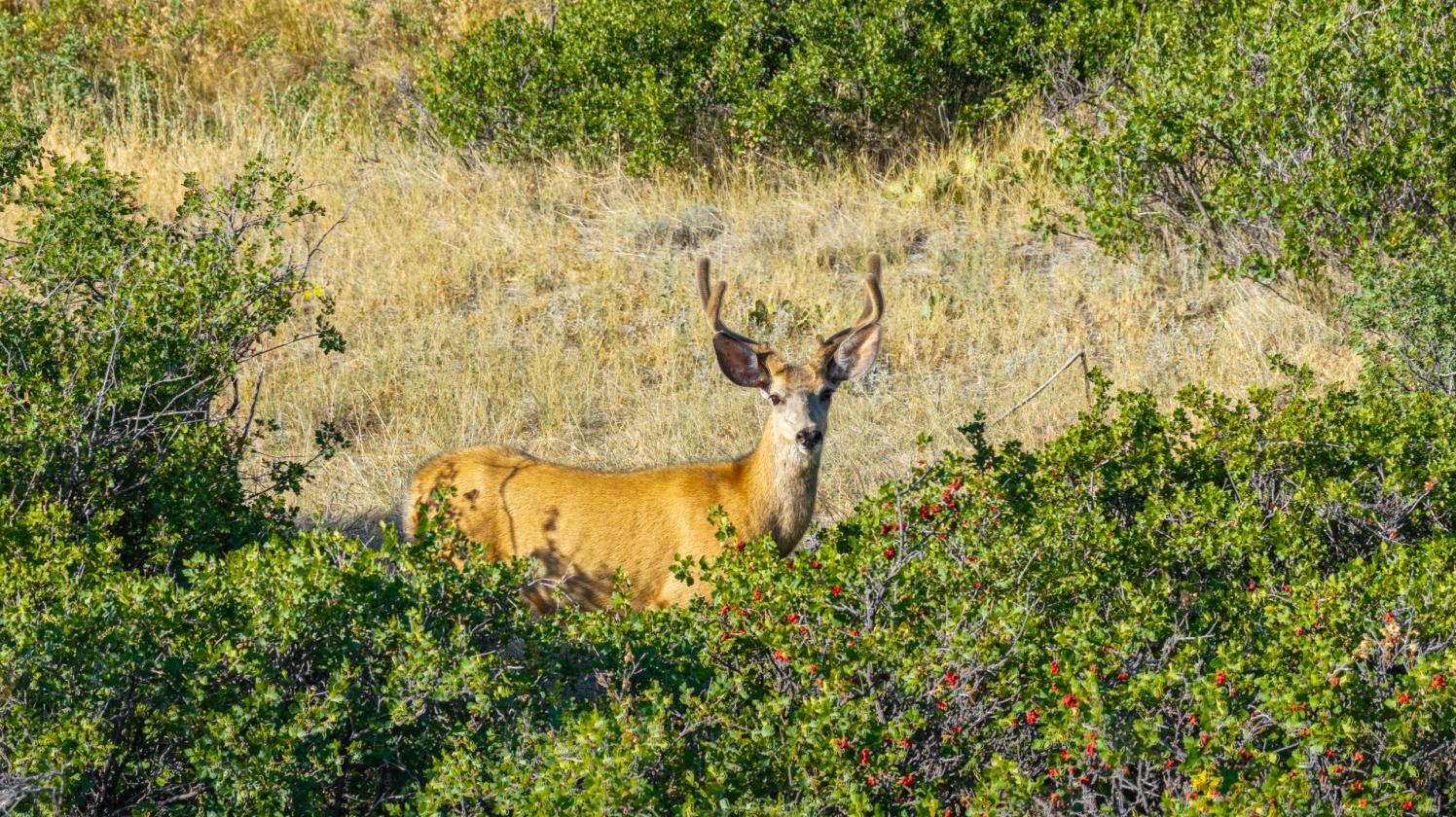 Zuma's Ranch - photo 21
