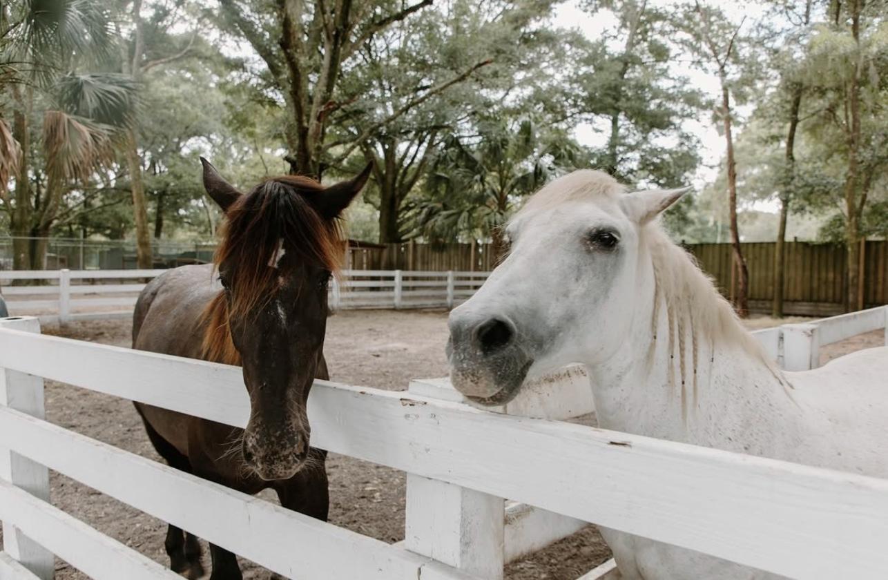 21.75 Acres in Central Florida Horse Country - photo 19