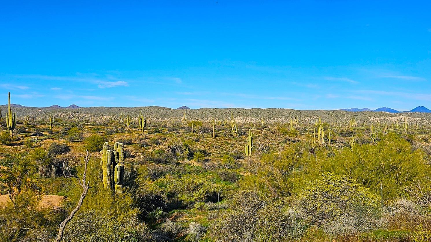 ACREAGE- NATIONAL FOREST FRONTAGE, PRIVATE WELL - photo 22