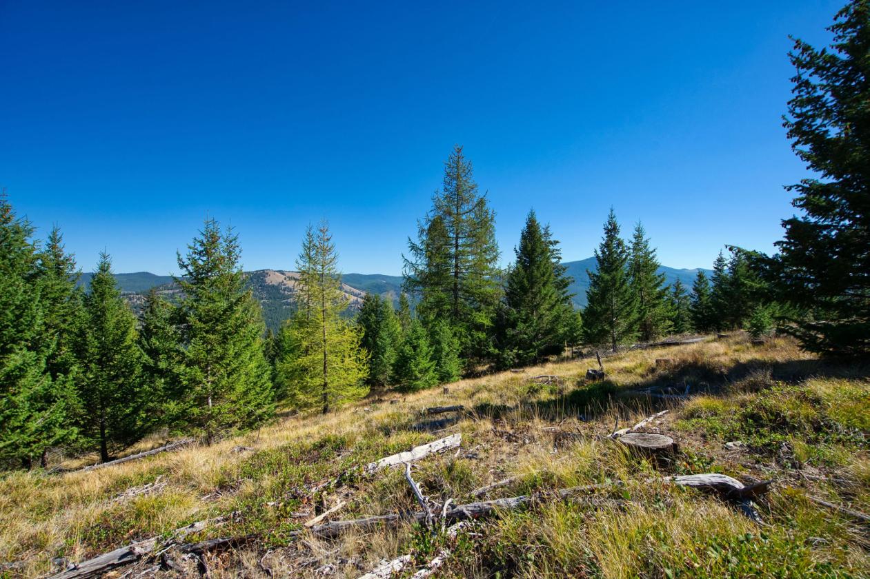350 Acres & Private Access to MT Forest Service - photo 21