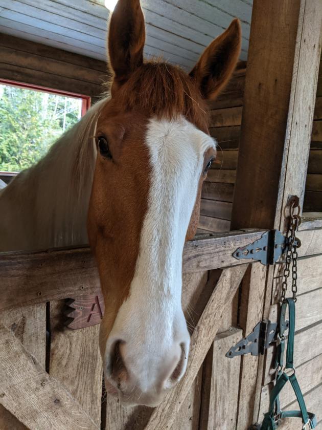 Blue Ridge Equestrian Retreat - photo 28