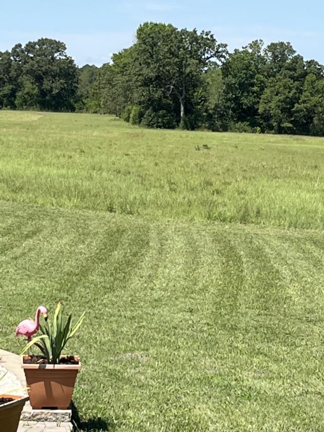 Claddagh Farm: 70+ acre horse farm - photo 4