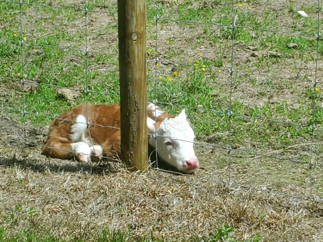 Gentleman's Country Farm - photo 25