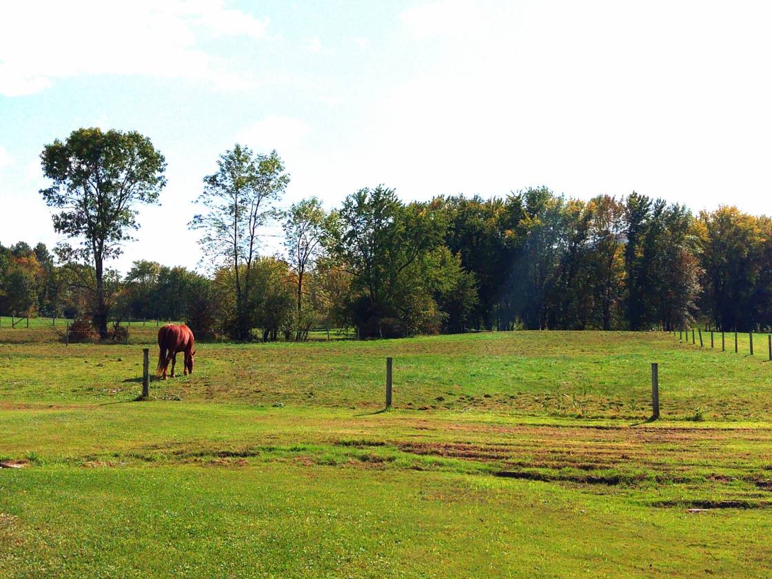 Horse Property for sale.