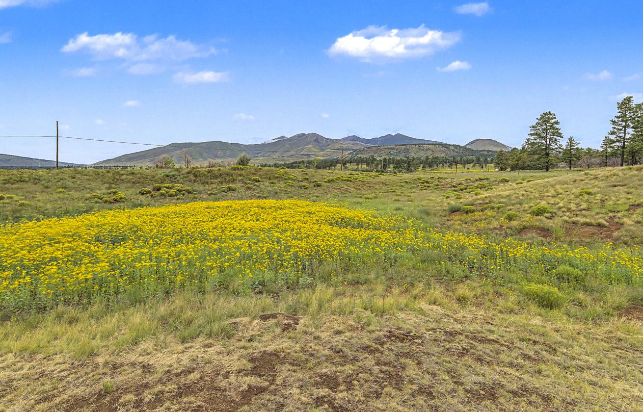 Horse Property on Nearly 4 Acres - photo 15
