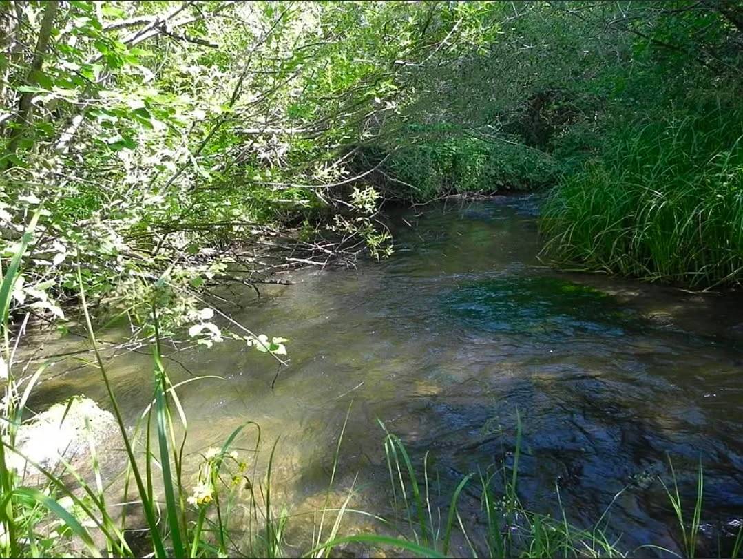 15.268 Acres! Creeks! Trails! Views! Meadows! - photo 11